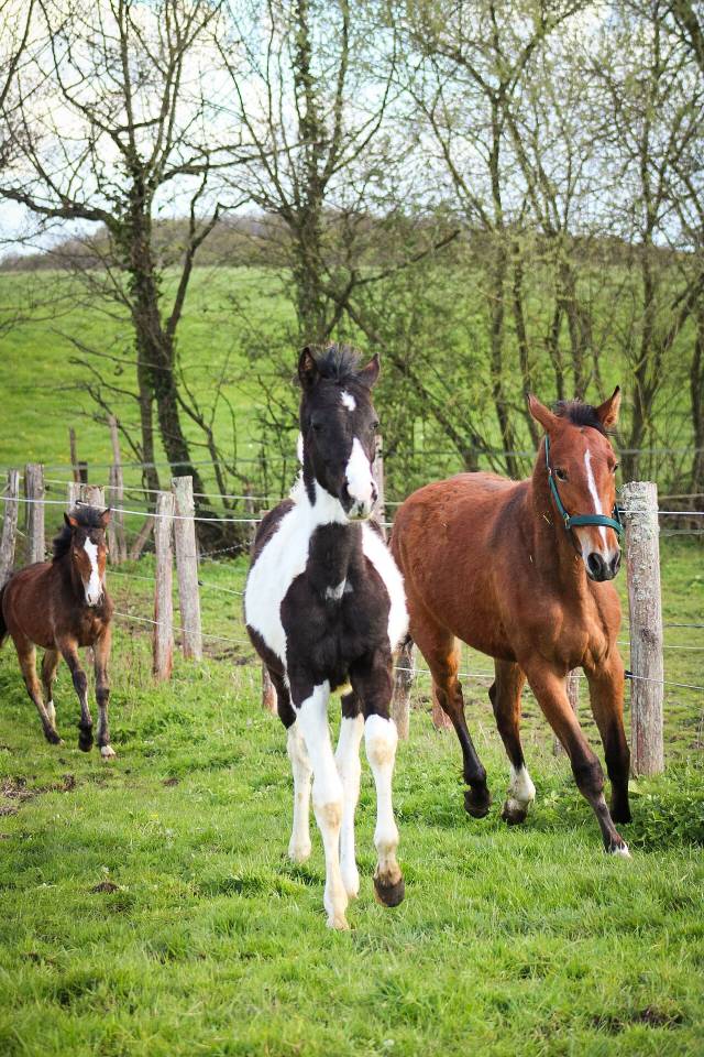 Colt Origin Recorded For sale 2025 Coloured