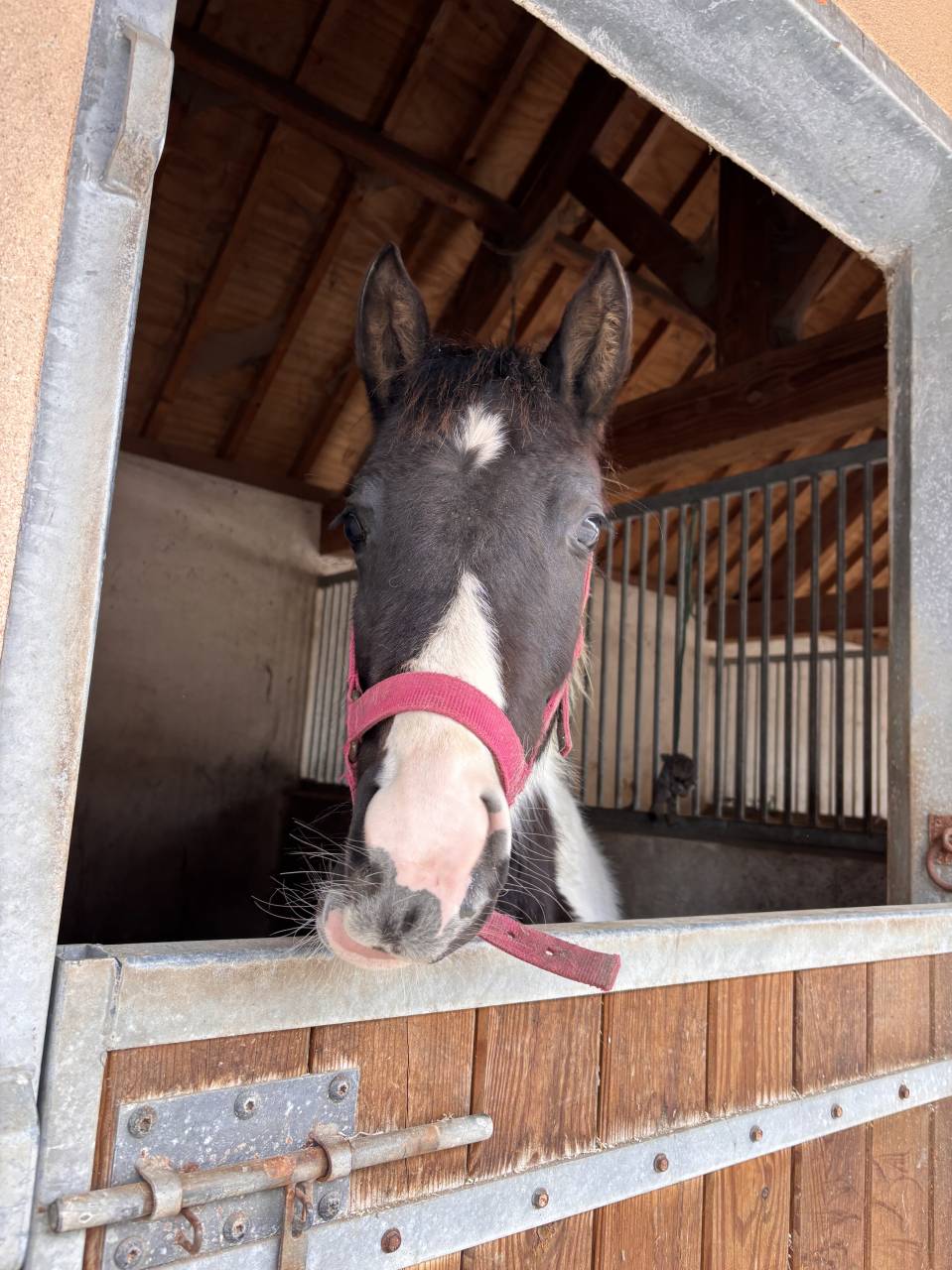 Colt Origin Recorded For sale 2025 Coloured