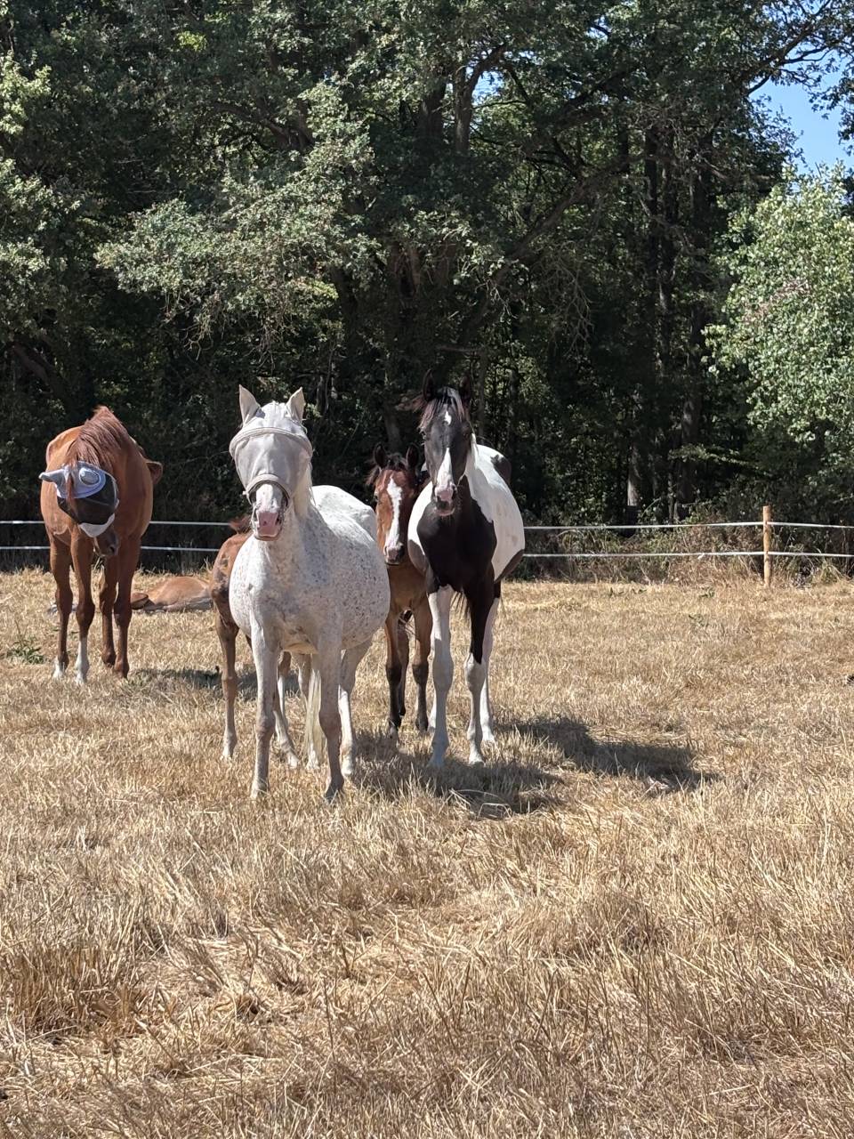 Colt Origin Recorded For sale 2025 Coloured