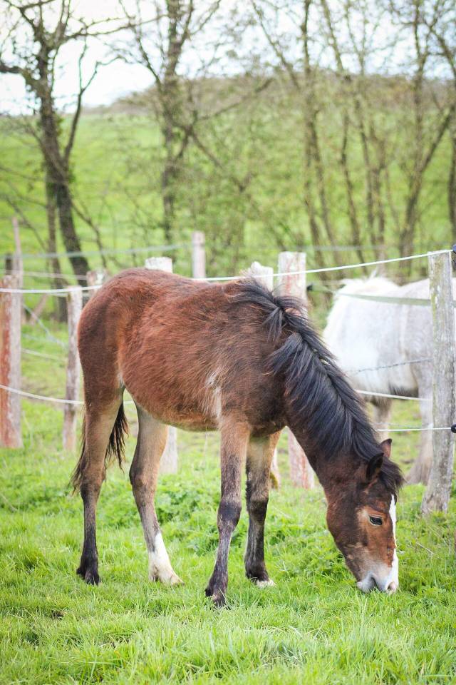 Filly Origin Recorded For sale 2025 Bay