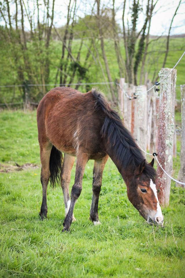 Filly Origin Recorded For sale 2025 Bay