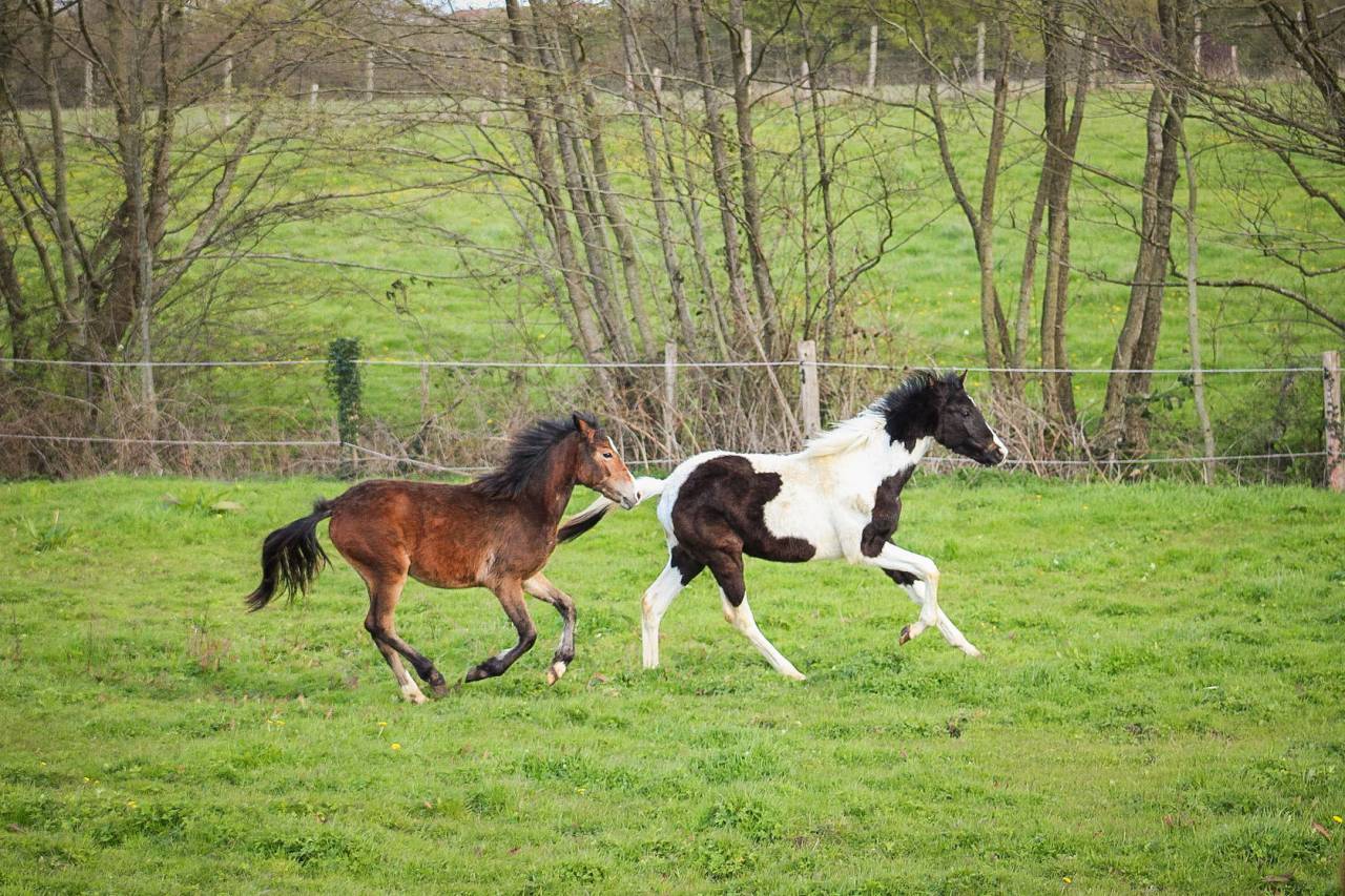 Filly Origin Recorded For sale 2025 Bay