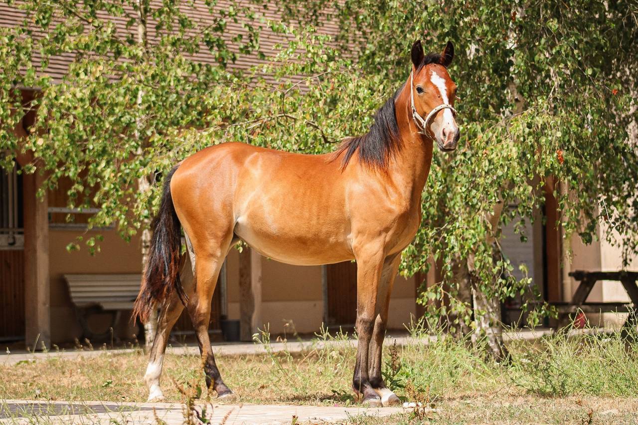 Filly Origin Recorded For sale 2025 Bay