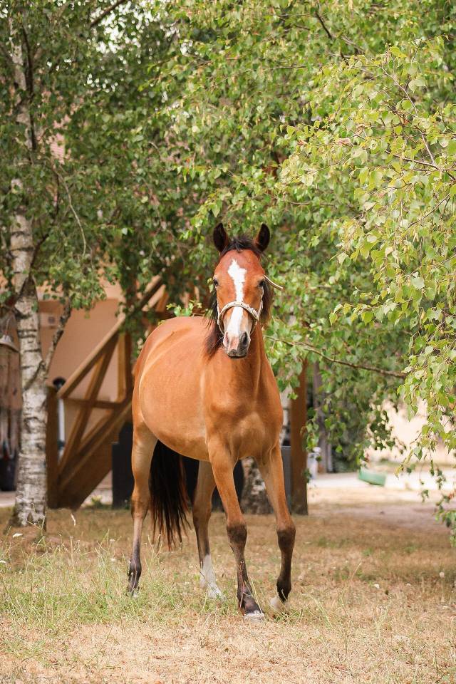 Filly Origin Recorded For sale 2025 Bay