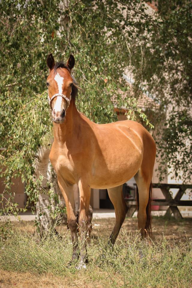 Filly Origin Recorded For sale 2025 Bay