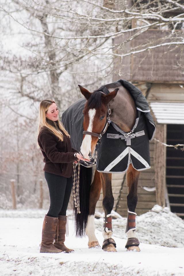 Gelding Selle Fran&ccedil;ais For sale 2018 Bay