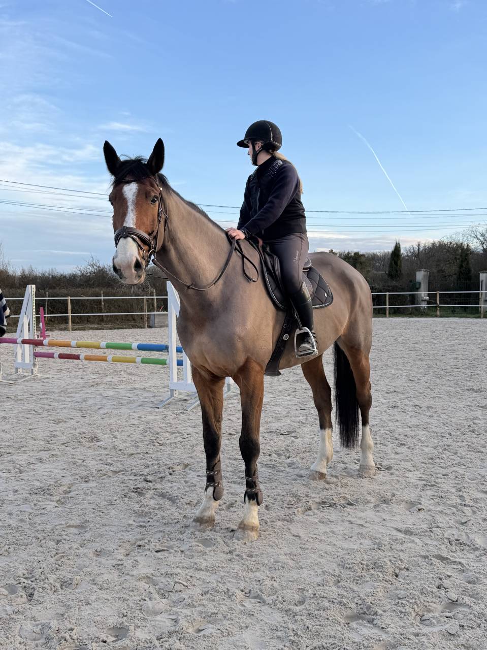 Gelding Selle Fran&ccedil;ais For sale 2018 Bay