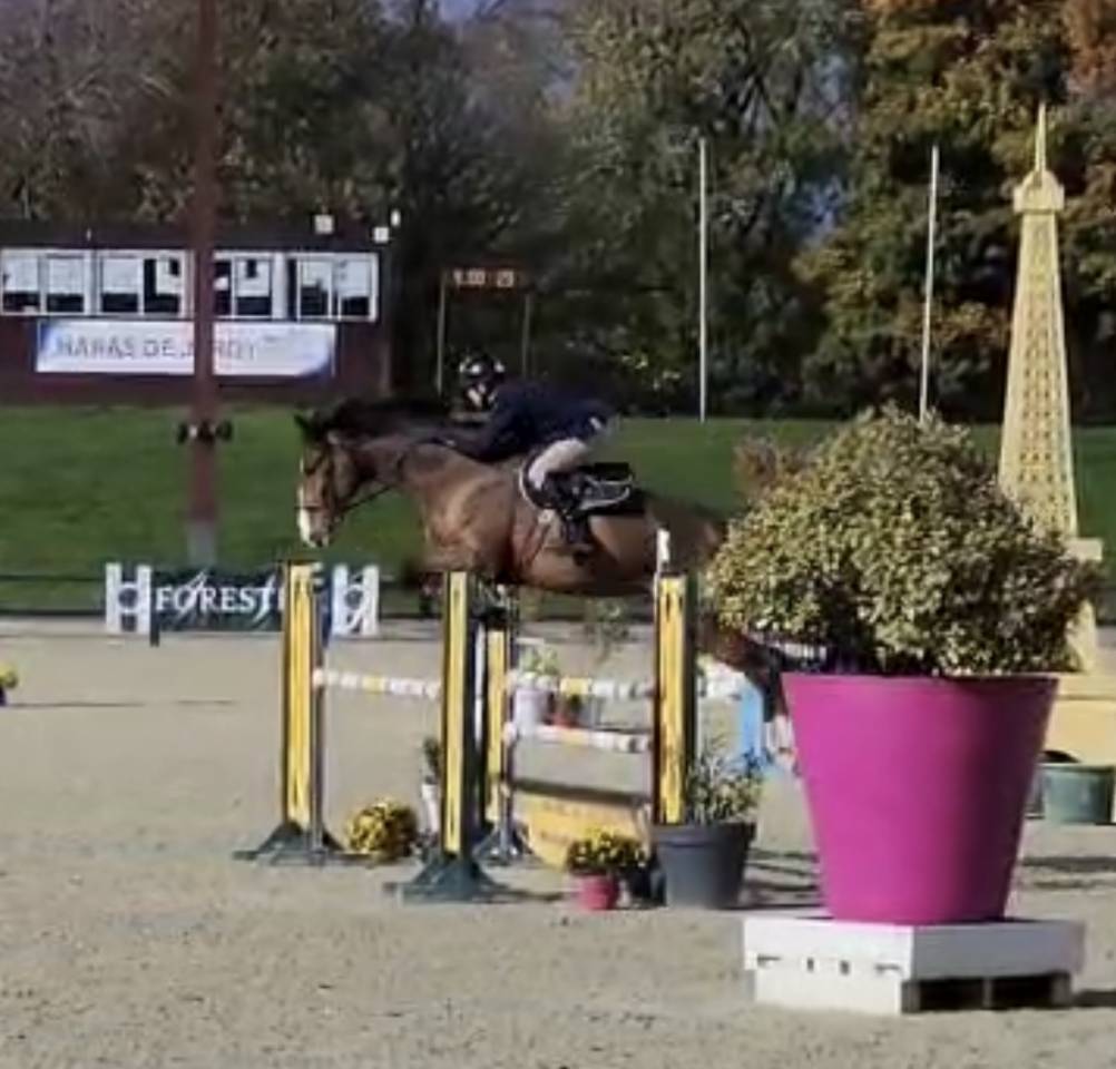 Gelding Selle Fran&ccedil;ais For sale 2018 Bay