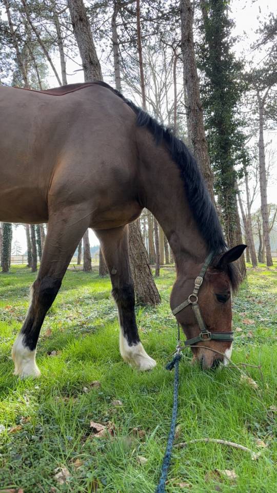 Gelding Selle Fran&ccedil;ais For sale 2018 Bay