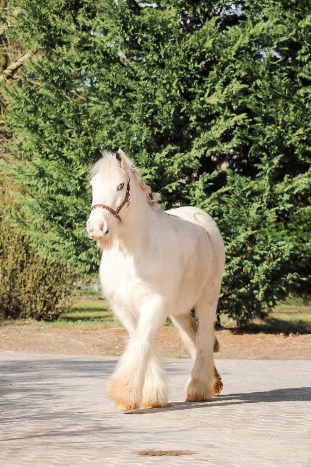 Gelding Other Pony Breed For sale 2018 Coloured