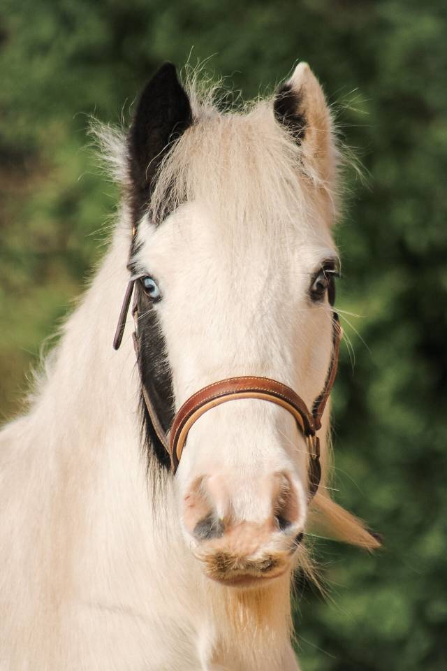 Gelding Other Pony Breed For sale 2018 Coloured