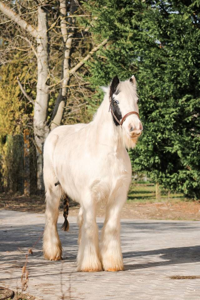 Gelding Other Pony Breed For sale 2018 Coloured