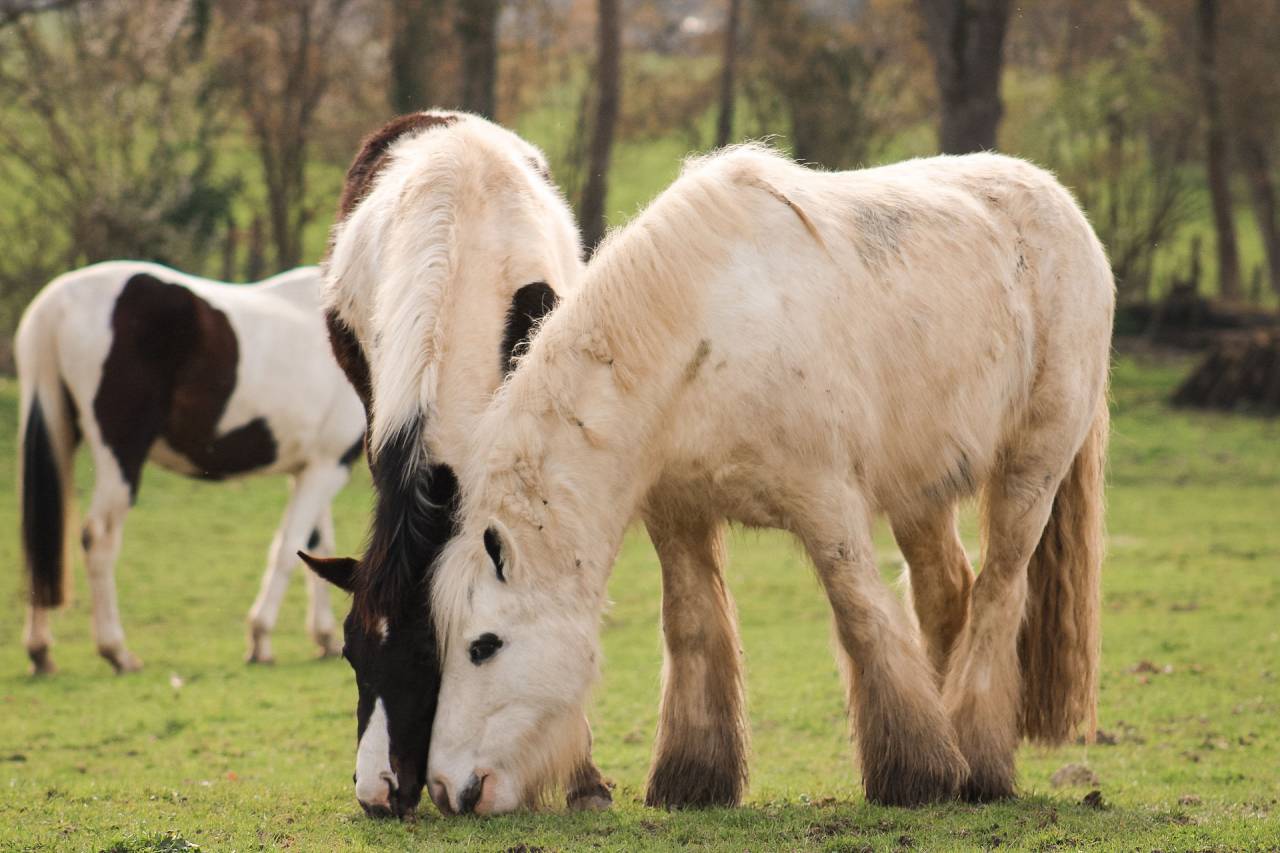 Gelding Other Pony Breed For sale 2018 Coloured