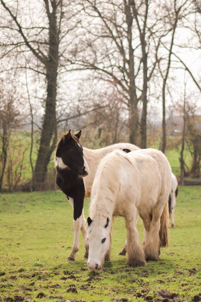 Gelding Other Pony Breed For sale 2018 Coloured