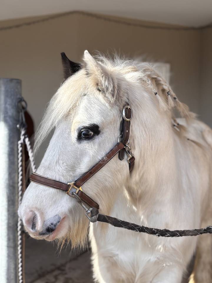 Gelding Other Pony Breed For sale 2018 Coloured