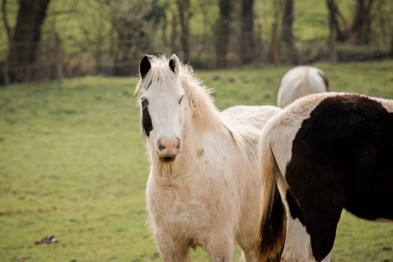 Gelding Other Pony Breed For sale 2018 Coloured