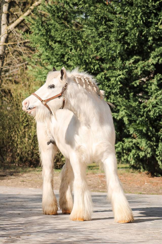 Gelding Other Pony Breed For sale 2018 Coloured