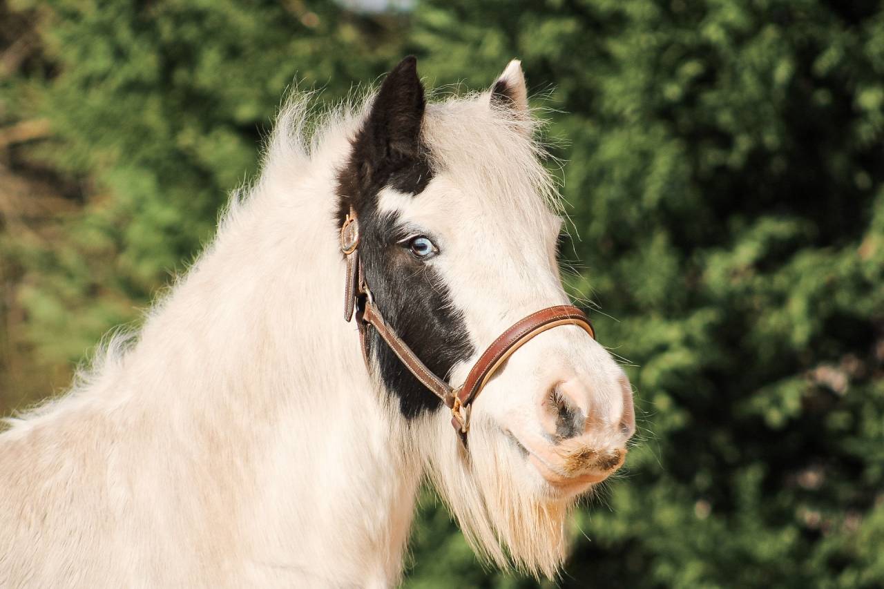 Gelding Other Pony Breed For sale 2018 Coloured