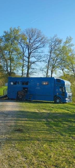 Horsebox NON-HGV Renault 44HH1 2011 Used