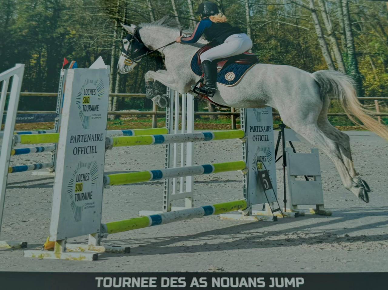 Mare Welsh Part Bred For sale 2015 Grey