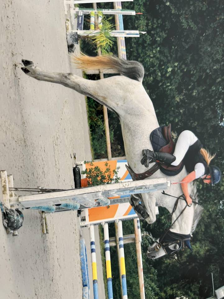 Mare Welsh Part Bred For sale 2015 Grey