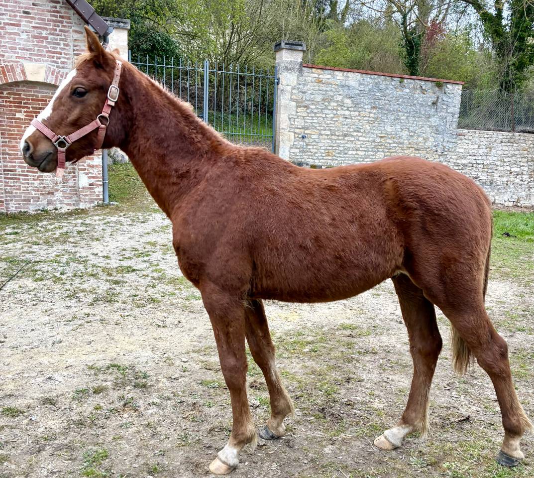 Gelding Connemara For sale 2025 Chesnut
