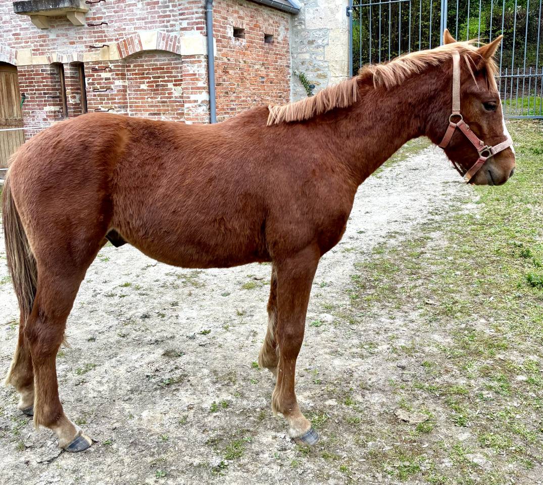 Gelding Connemara For sale 2025 Chesnut