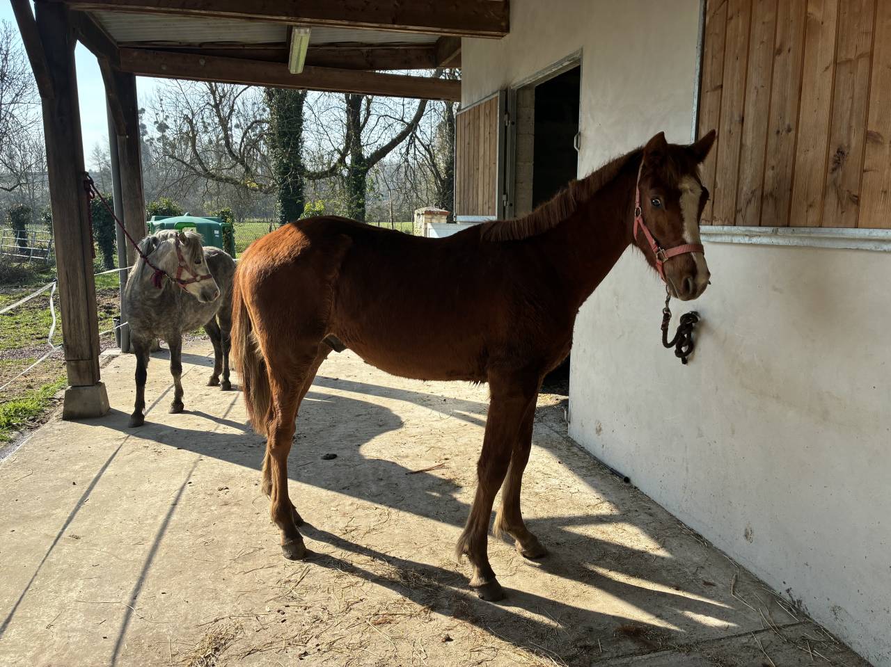 Gelding Connemara For sale 2025 Chesnut