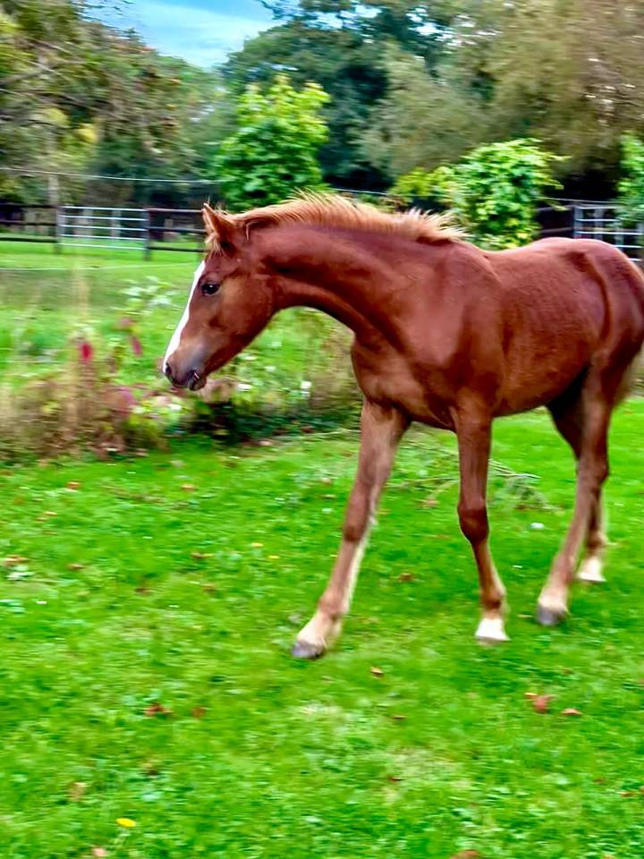Gelding Connemara For sale 2025 Chesnut
