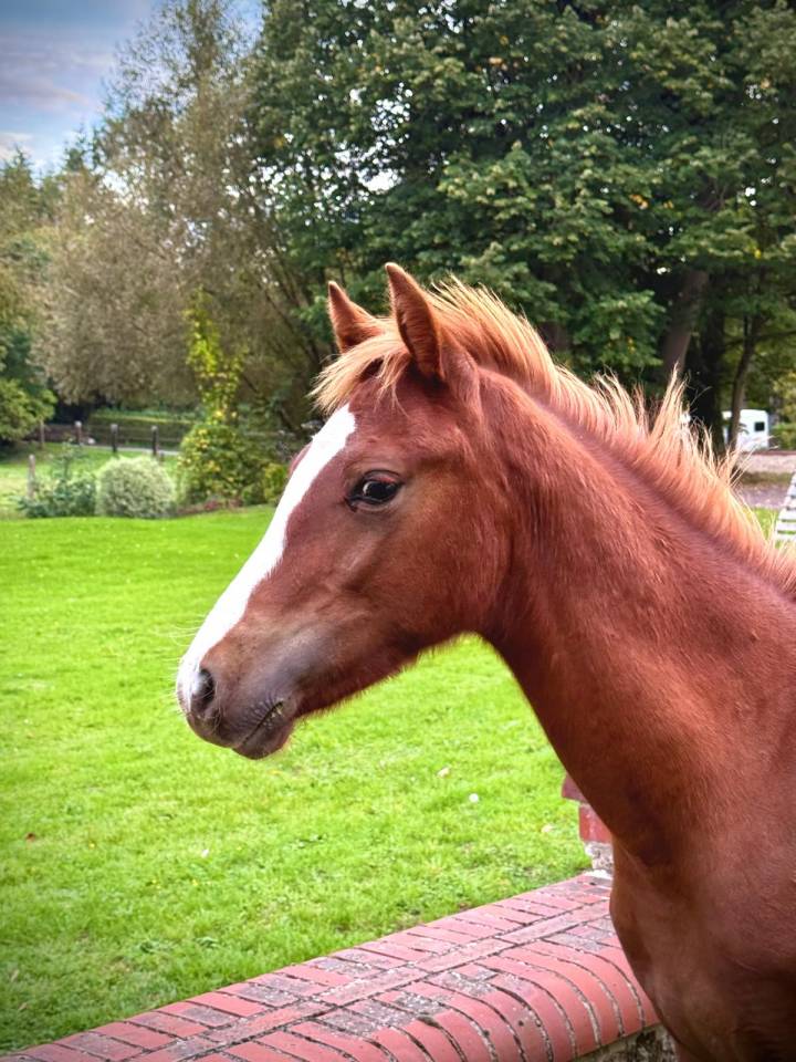 Gelding Connemara For sale 2025 Chesnut