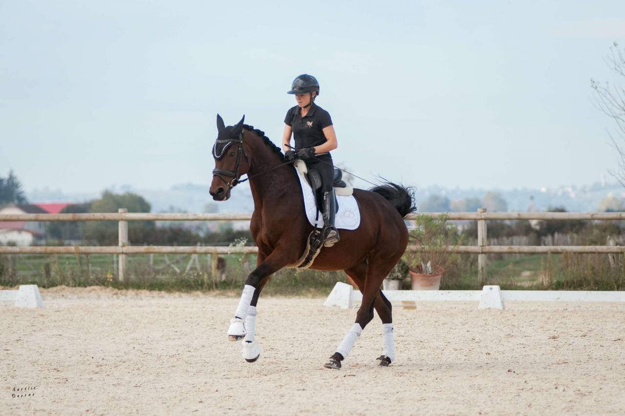 Mare KWPN Dutch Warmblood For sale 2016 Bay