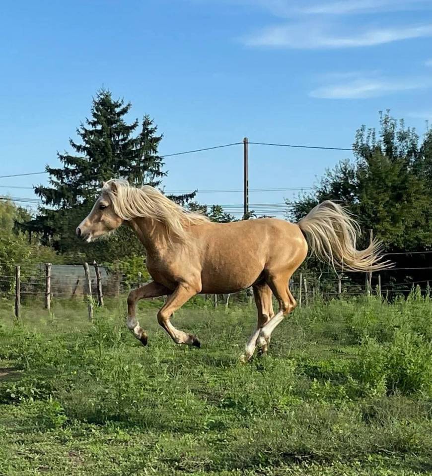 Stallion Welsh Pony (Section B) For sale 2021 Palomino