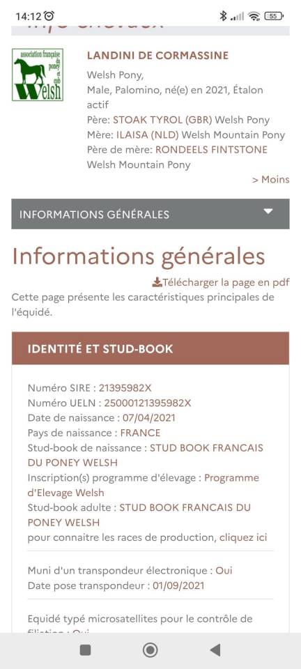 Stallion Welsh Pony (Section B) For sale 2021 Palomino