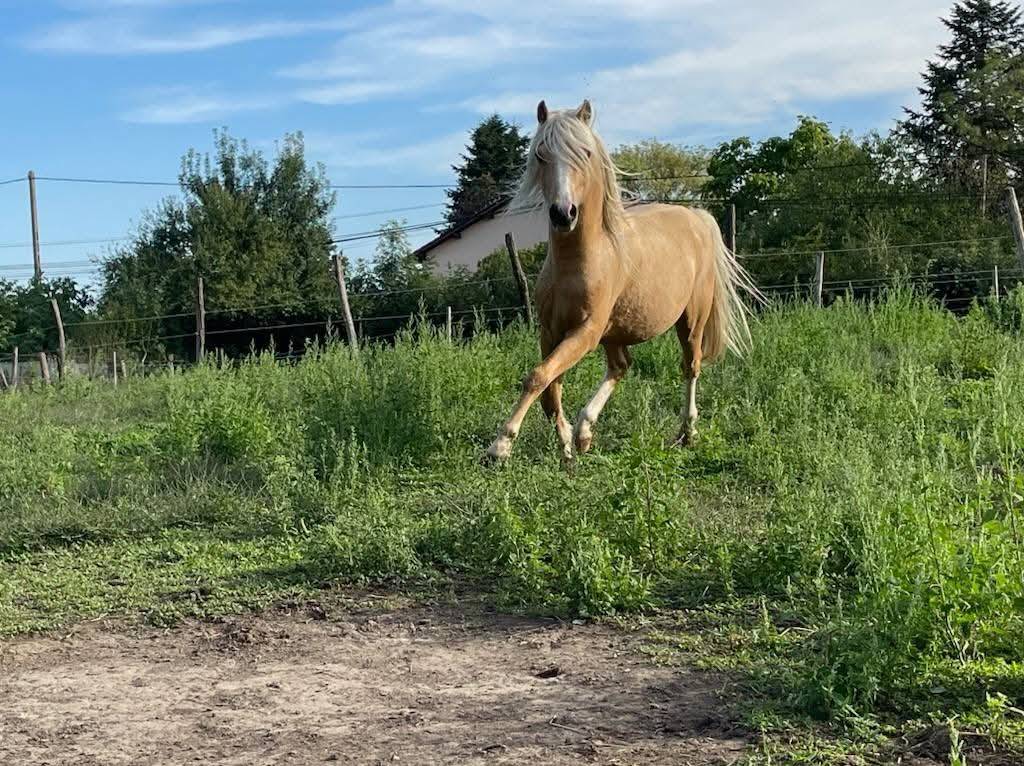 Stallion Welsh Pony (Section B) For sale 2021 Palomino
