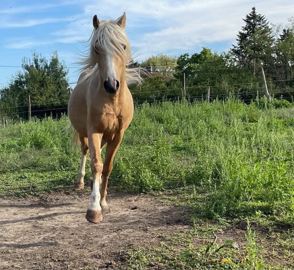 Stallion Welsh Pony (Section B) For sale 2021 Palomino