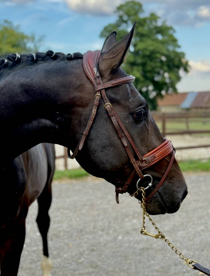 Gelding Holsteiner For sale 2022 Dark Bay