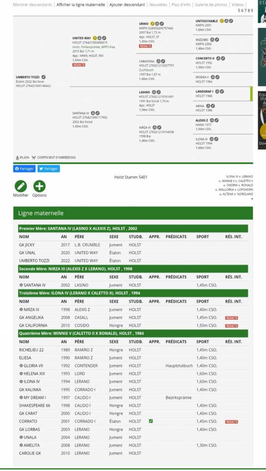 Gelding Holsteiner For sale 2022 Dark Bay