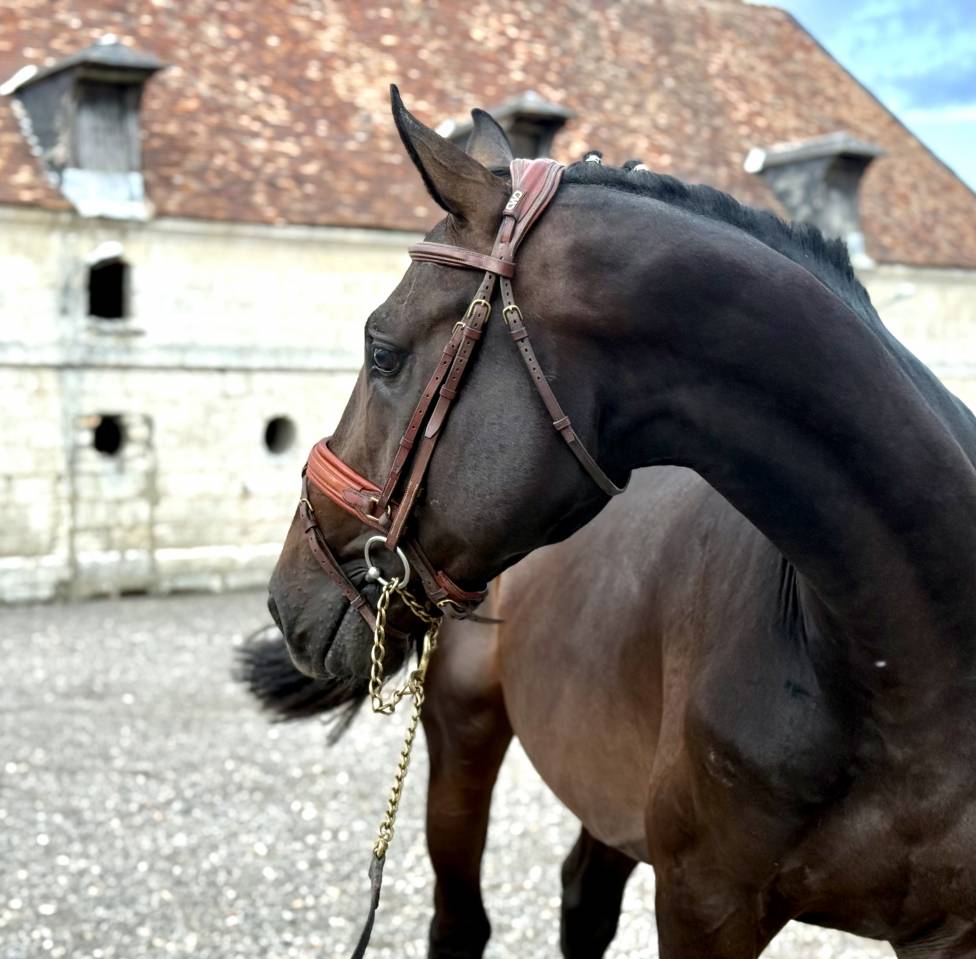 Gelding Holsteiner For sale 2022 Dark Bay
