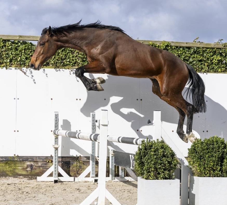 Entire BWP Belgian Warmblood For sale 2024 Bay