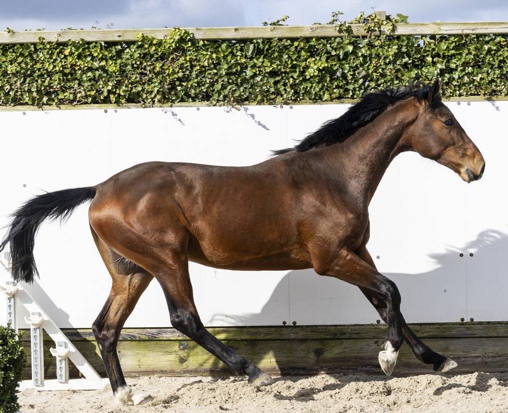 Entire BWP Belgian Warmblood For sale 2024 Bay