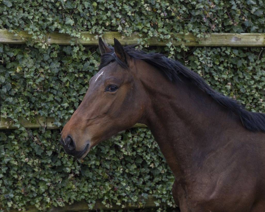 Entire BWP Belgian Warmblood For sale 2024 Bay