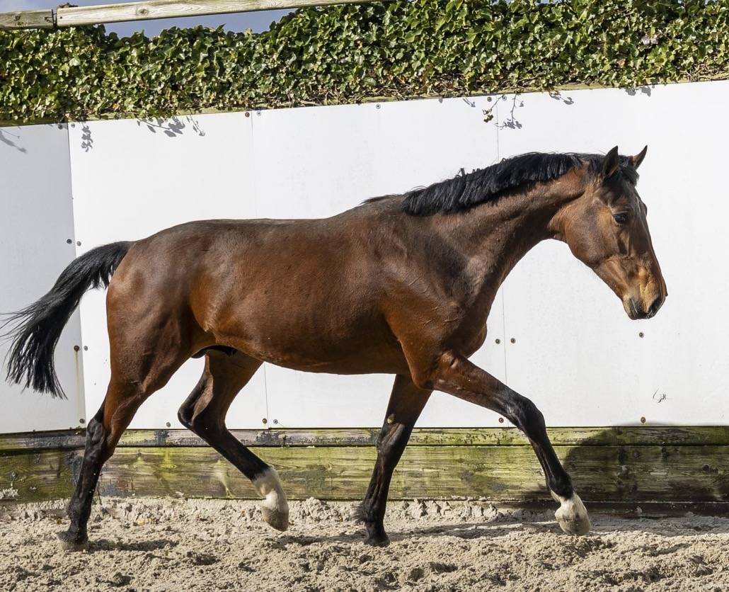 Entire BWP Belgian Warmblood For sale 2024 Bay
