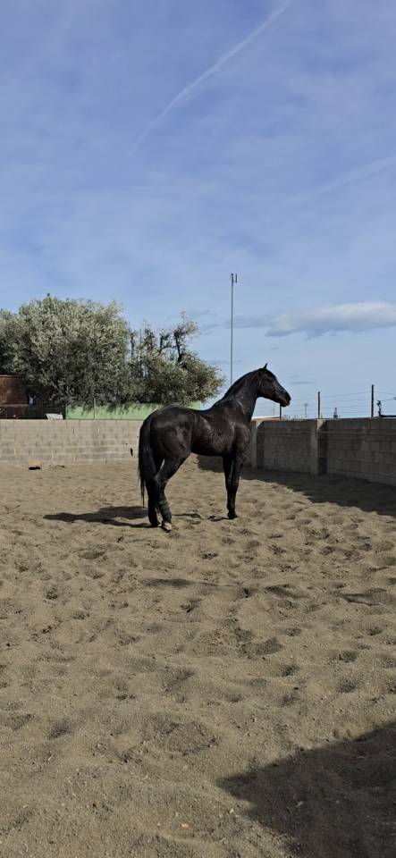 Don Honoroso lll - PRE Pure Spanish Bred 2017 by Vi&ntilde;as pirata