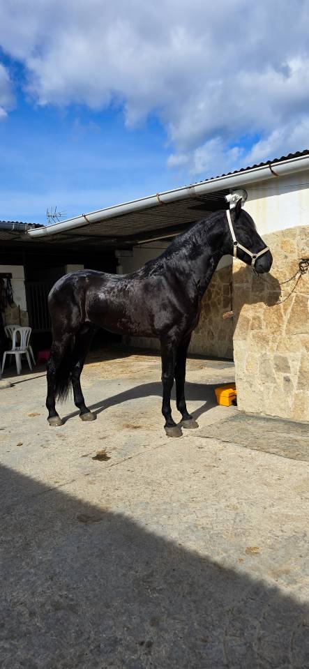 Don Honoroso lll - PRE Pure Spanish Bred 2017 by Vi&ntilde;as pirata