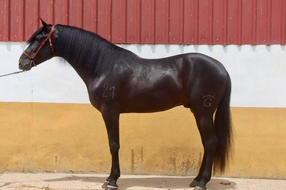 Don Honoroso lll - PRE Pure Spanish Bred 2017 by Vi&ntilde;as pirata
