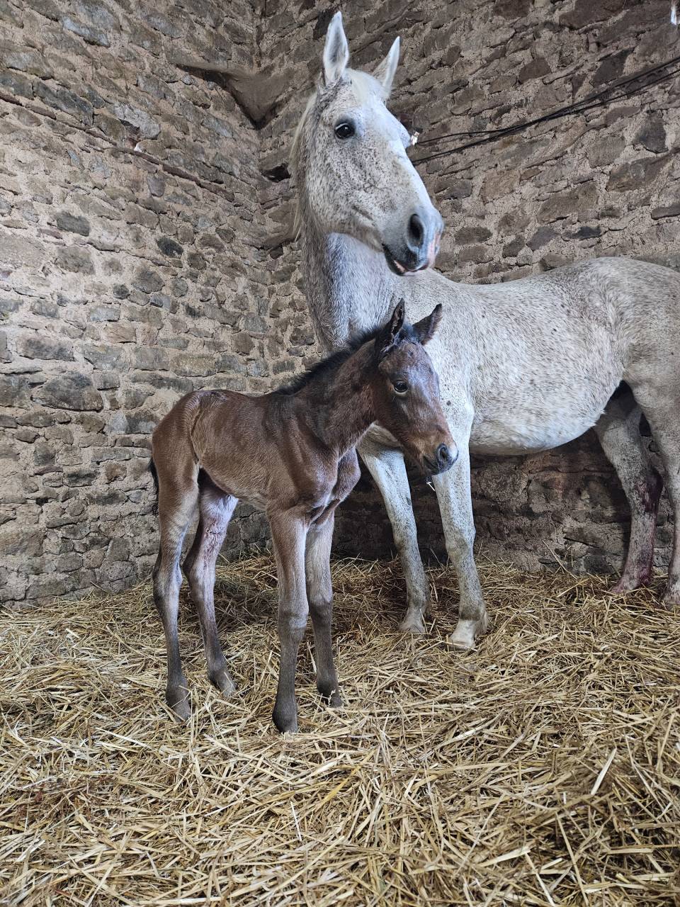 Filly Selle Fran&ccedil;ais For sale 2026 Dark Bay