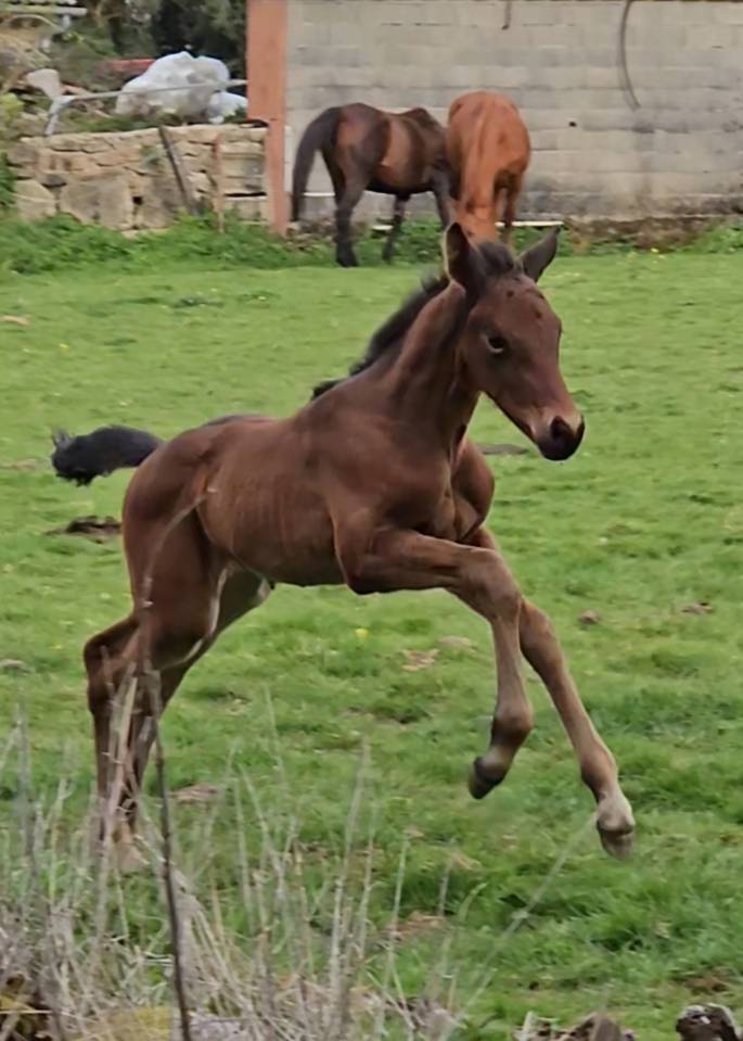 Filly Selle Fran&ccedil;ais For sale 2026 Dark Bay