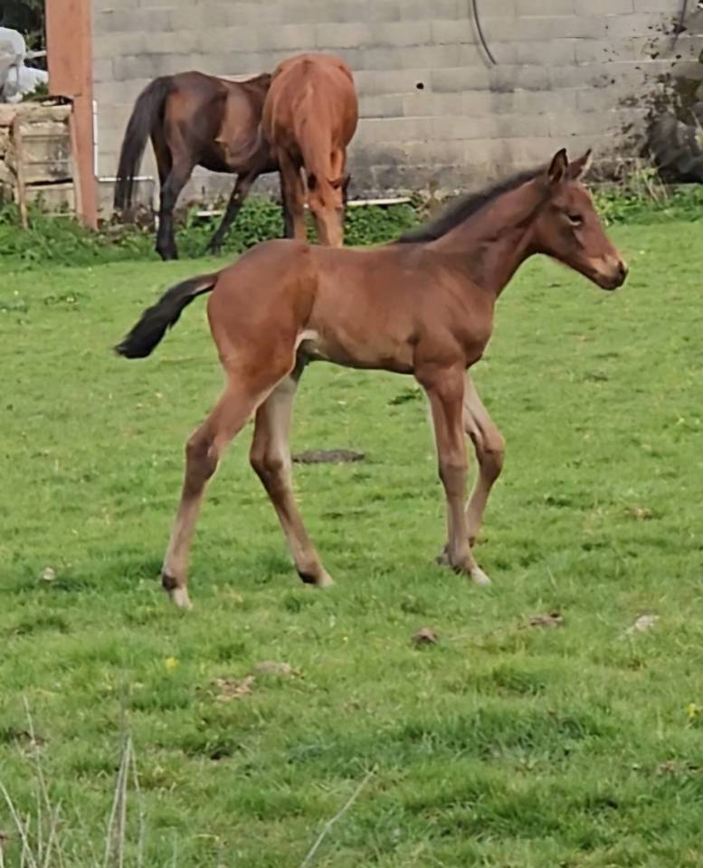Filly Selle Fran&ccedil;ais For sale 2026 Dark Bay