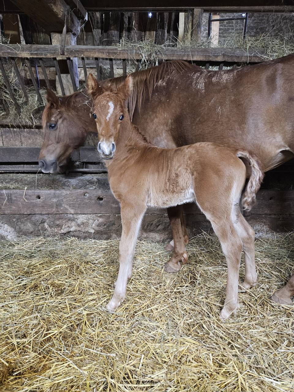 Colt Arabian Thoroughbred For sale 2026 Chesnut