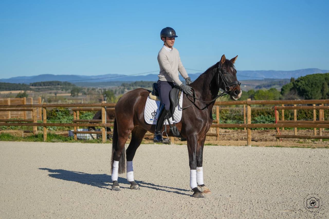 Mare KWPN Dutch Warmblood For sale 2020 Bay